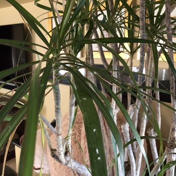 The Green Goddess - BEWARE OF GREEN GODDESS. They sell indoor expensive plants that are infested with bugs and disease and will not help you with exchange!!! - Nurseries & Gardening Near Me - Phoenix, Arizona