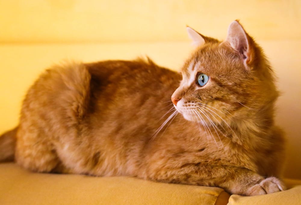 KITTY CARE Beaverton, Oregon Pet Sitting Phone Number Yelp