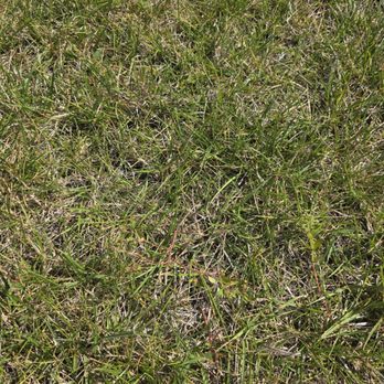 ExperiGreen Lawn Care - Pest Control Near Me - Indianapolis, Indiana