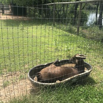 Nova Wild - It's so hot... let's take a bath - Petting Zoos Near Me - Vienna, Virginia