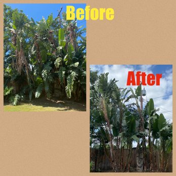Trees Unlimited - Thinned out our dense, tropical landscaping without making it look like it's been butchered - Tree Services Near Me Trees Unlimited - Thinned out our dense, tropical landscaping without making it look like it's been butchered - Tree Services Near Me