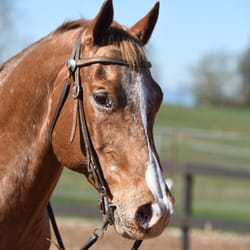 Glen Valley Stables - Traveller