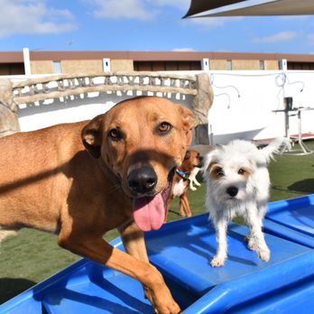 The Bone Adventure - Pet Groomers Near Me - Costa Mesa, California The Bone Adventure - Pet Groomers Near Me - Costa Mesa, California