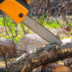 County Tree Service - untitled