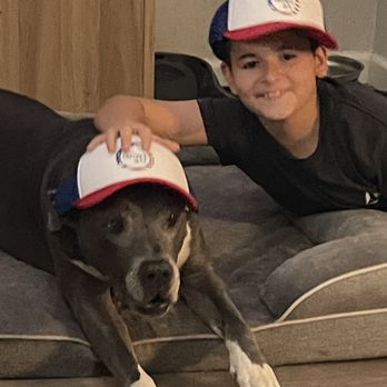 Element IV Therapy - The dog days of summer are here. Feel better fast with Element IV Therapy. - IV Hydration Near Me - Phoenix, Arizona