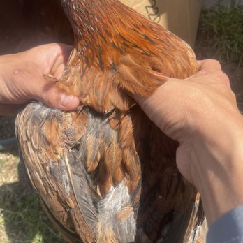 Jamul Feed & Supply - Half eaten rotten chickens - Pet Stores Near Me - Jamul, California Jamul Feed & Supply - Half eaten rotten chickens - Pet Stores Near Me - Jamul, California