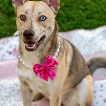 Two Paws Up - Foster dog, Cinnamon groomed for her photoshoot.  Adoptable with Stockton Animal Shelter - Pets Near Me - Modesto, California