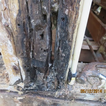 Lynnwood Handyman & Maintenance - Molded studs. - Carpet Cleaning Near Me - Bothell, Washington Lynnwood Handyman & Maintenance - Molded studs. - Carpet Cleaning Near Me - Bothell, Washington
