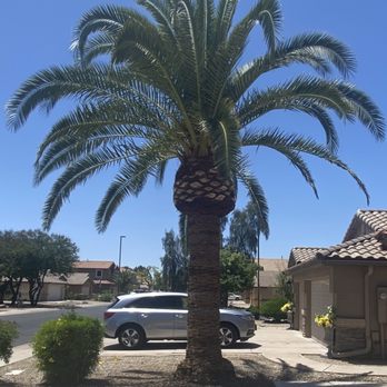 Innovation Tree Care - The final product!! - Tree Services Near Me