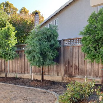 Moon Valley Nurseries - After.  Three beautiful Podocarpus! - Nurseries & Gardening Near Me - Gilroy, California