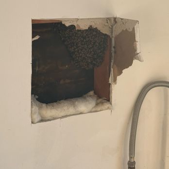 A Beeman - Pest Control Near Me A Beeman - Pest Control Near Me
