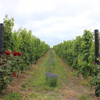 Tantalus Estate - Wineries Near Me - Auckland, AUK Tantalus Estate - Wineries Near Me - Auckland, AUK