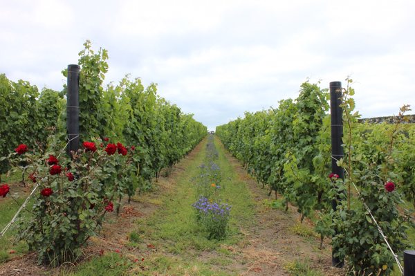 Tantalus Estate by null