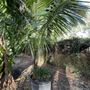 Photo of Palm House