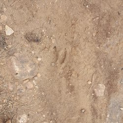 Rabbit Mountain Open Space - Deer tracks