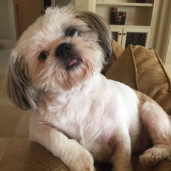 Petite Dogs Salon