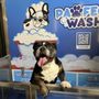 Pawfect Wash