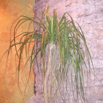 Cuban Pete's - Cuban Near Me - Montclair, New Jersey