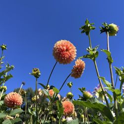Parlee Farms - Dahlias