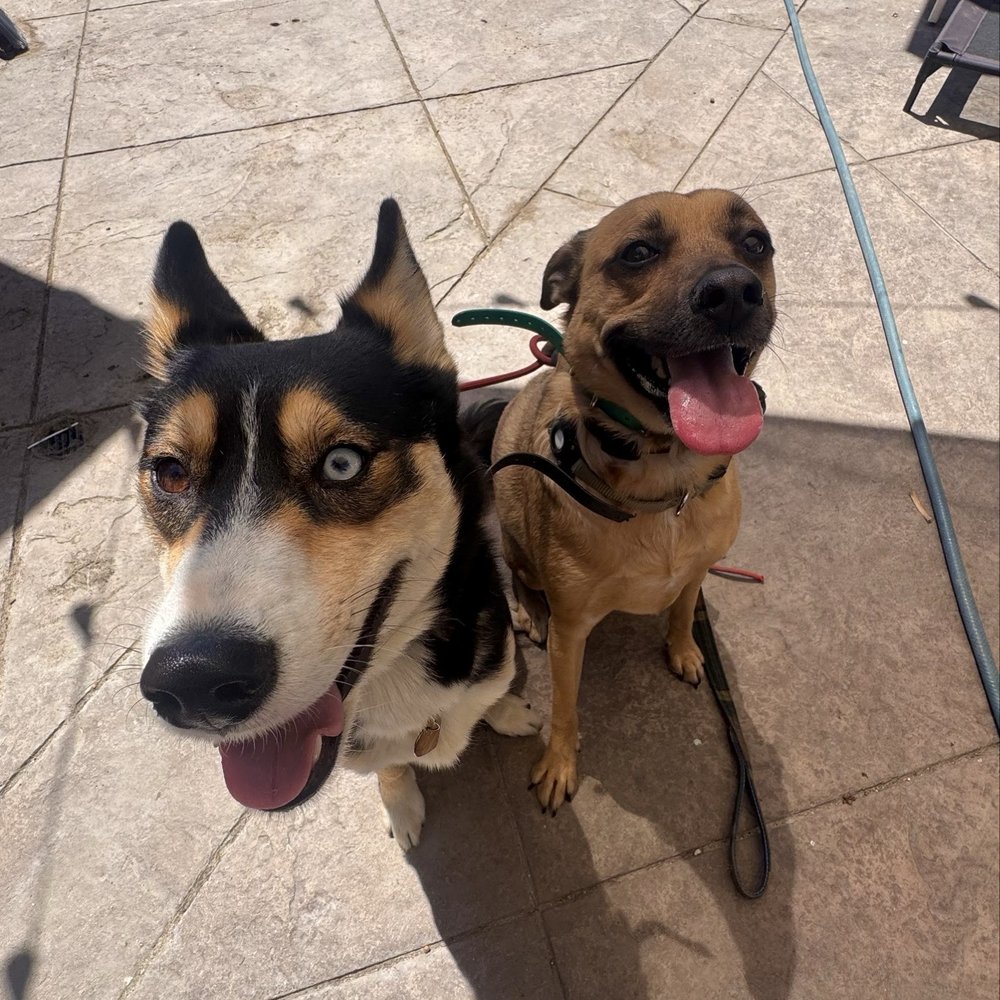 Wild Tails Dog training - Siblings bonding again - Pet Training Near Me Wild Tails Dog training - Siblings bonding again - Pet Training Near Me