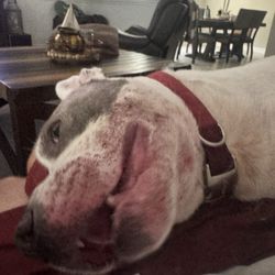 Brooksville Acres Pet Resort & Spa - Dogs face after staying there 6 days