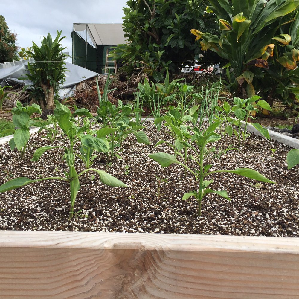Hilo Grow Shop - Our Thriving Garden with help from Hilo Grow Shop! - Nurseries & Gardening Near Me - Hilo, Hawaii Hilo Grow Shop - Our Thriving Garden with help from Hilo Grow Shop! - Nurseries & Gardening Near Me - Hilo, Hawaii