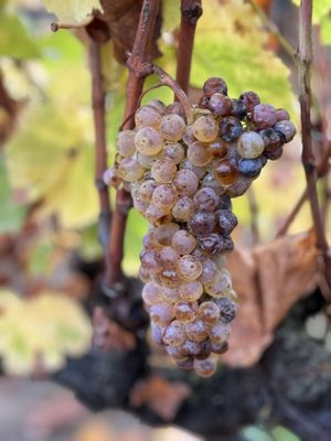 Sangiacomo Vineyards by null