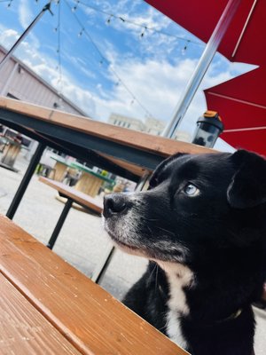 Fireforge Crafted Beer by null