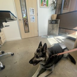 Our dog in the patient's room! Our dog in the patient's room!