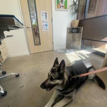 Glendora Hills Pet Hospital - Our dog in the patient's room! - Veterinarians Near Me - Glendora, California Glendora Hills Pet Hospital - Our dog in the patient's room! - Veterinarians Near Me - Glendora, California