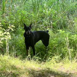 Kevlar Dobermans - Our female (2 years)