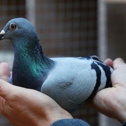 Pigeon Pigeon