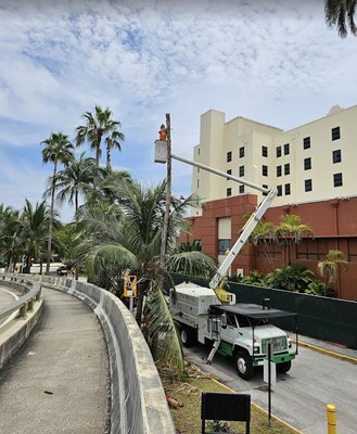 Tree Removal Experts - Located In Hollywood, FL, Serving The Miami & Broward Areas - 24/7 Emergency Tree Services Available

Safety is key when it comes to removing trees around or over objects. With proper equipment and safety gear, High Standards Tree Care never skips a beat. We cut no corners when it comes to removing a tree which is how we have maintained our zero incidents policy.



 Whether the tree has died or shows signs of heavy decay, trees can become dangerous. From small tree removals to highly technical tree removals, we are always prepared to take trees down safely and efficiently. We pride ourselves in doing removals other companies say are not possible, we enjoy the challenge.



With our Certified Arborist on staff, you can ensure that your tree will be removed the right way.



For any Tree Removal questions and for a FREE Tree Removal quote, give us a call at (786) 695-7560.