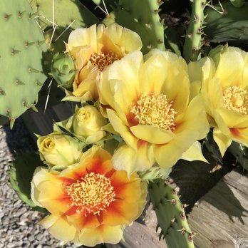Cedar Lane Greenhouse - Perennial Cactus blooms annually in July. - Nurseries & Gardening Near Me - Blackburn, Missouri Cedar Lane Greenhouse - Perennial Cactus blooms annually in July. - Nurseries & Gardening Near Me - Blackburn, Missouri