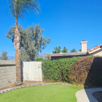 Greenscape - Palm tree situation after work - Landscaping Near Me