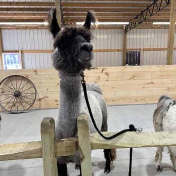 Ellaberry Llama Farm - Attraction Farms Near Me - Hendersonville, North Carolina Ellaberry Llama Farm - Attraction Farms Near Me - Hendersonville, North Carolina
