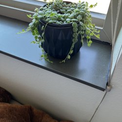 Renovation Jungle