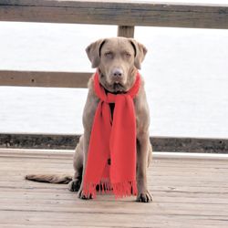 Red River Obedience Training Club - CHESAPEAKE BAY RETREIVER