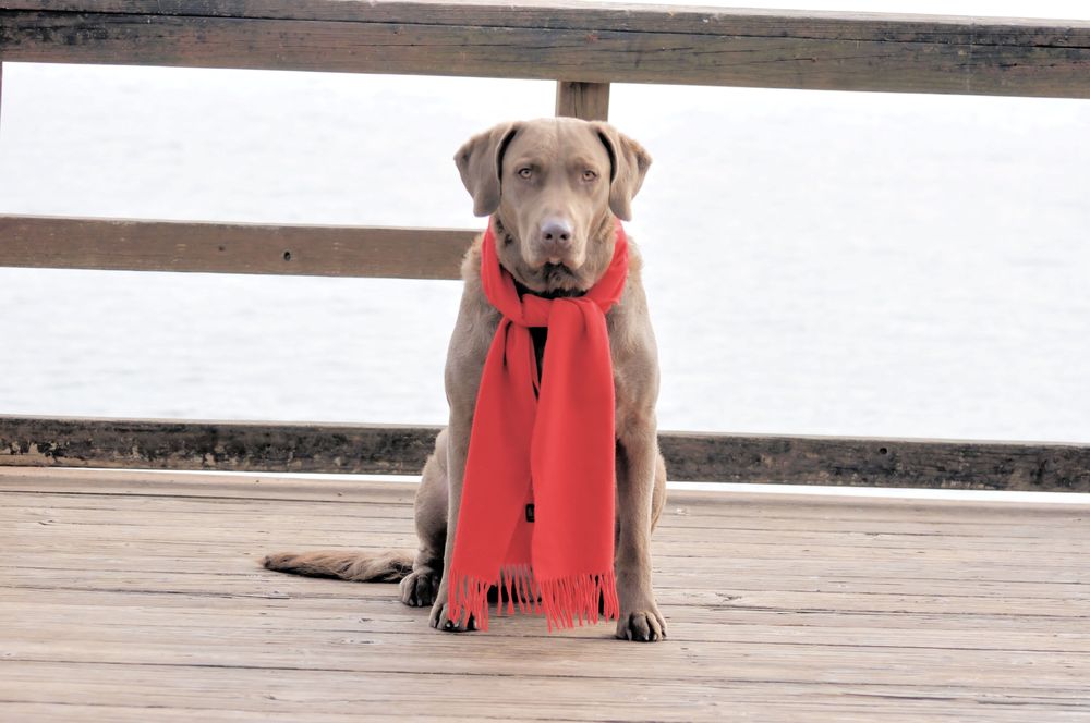 Red River Obedience Training Club