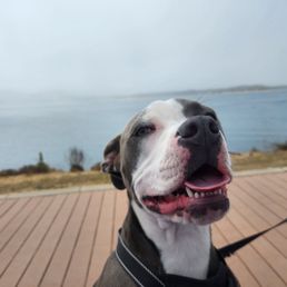 Our Bella on the trail