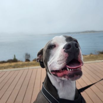Morro Bay - Our Bella on the trail - Landmarks & Historical Buildings Near Me - Morro Bay, California