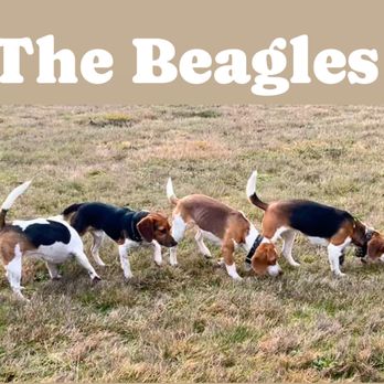 Pocket Beagle Haven - Pocket Beagles - Pet Breeders Near Me Pocket Beagle Haven - Pocket Beagles - Pet Breeders Near Me