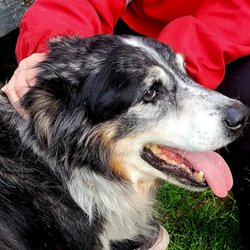 Veterinary Housecall Services - RIP, sweet Goose aka Bunny