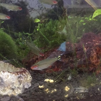 The Barrier Reef - Rummy nose tetras - Local Fish Stores Near Me - Boca Raton, Florida The Barrier Reef - Rummy nose tetras - Local Fish Stores Near Me - Boca Raton, Florida
