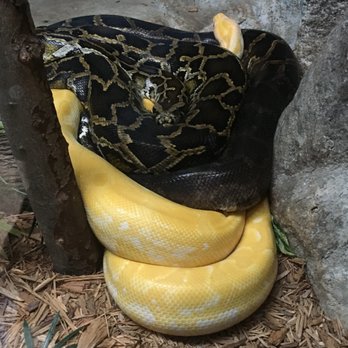 Greenville Zoo - Burmese Python with an albino - Zoos Near Me - Greenville, South Carolina