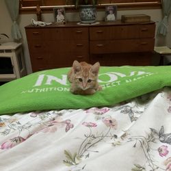 Companion Animal Foundation - Meet Malcolm