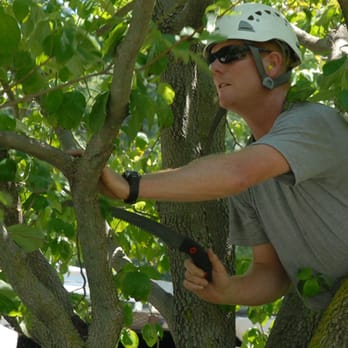 H & A Tree Services - Tree Services Near Me - Rockwall, Texas