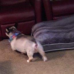 My corgi... are you kidding me? Who does this to a corgi? My corgi... are you kidding me? Who does this to a corgi?