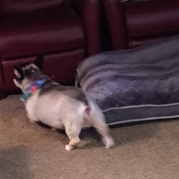 Fuzzy Friends - My corgi... are you kidding me? Who does this to a corgi? - Pet Groomers Near Me - Renton, Washington Fuzzy Friends - My corgi... are you kidding me? Who does this to a corgi? - Pet Groomers Near Me - Renton, Washington