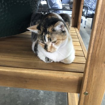 Golden Valley Ace Hardware - Snickers is his name. - Hardware Stores Near Me - Reedley, California